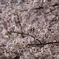 桜_2016その3