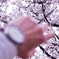 桜時間