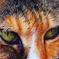 凛とした猫さん
