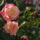 薔薇 2016.05.05