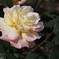 薔薇 2016.05.05