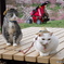 梅公園へピクニック