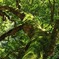 苔だらけの緑の木