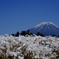 芝桜×富士山