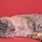うたたねこ