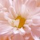 image edge apricot