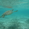 HONU