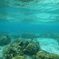 under the sea