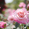 薔薇