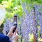 藤の花