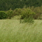 Wind