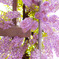 藤の花