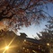 桜と反射