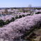 満開の桜