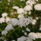 Flower2