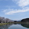 桜と沼