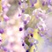 藤の花