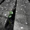 leaf#04