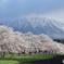 小岩井の桜並木