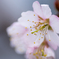 桜　　　んぼ