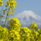 菜の花