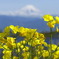 菜の花２