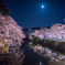 月夜桜