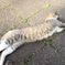 びよーん