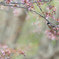 私はウソを愛しすぎている　sakura..･*
