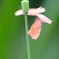 残り華
