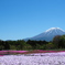 富士山 with 芝桜
