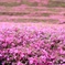 臆病な君のために。