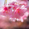 桜傘
