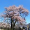 荘川桜