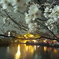2016/04/01_不忍池の夜桜