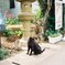 お出迎え猫さん