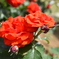美しい薔薇には棘がある