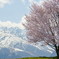 アルプスと桜