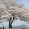 桜に見とれる人！笑