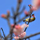 メジロと桜と空と