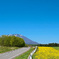 岩手山と菜の花