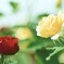 薔薇話