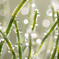 morning  dew