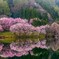 中綱湖満開桜