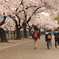 桜道