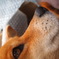 愛犬！