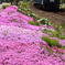 【秋田内陸線】芝桜の桂瀬駅