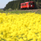 【秋田内陸線】赤い列車と菜の花畑