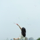 描