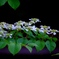 可憐な紫陽花　＠白糸の滝の横